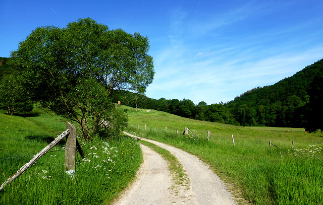 DE - Hürtgenwald - On the Kalltal trail