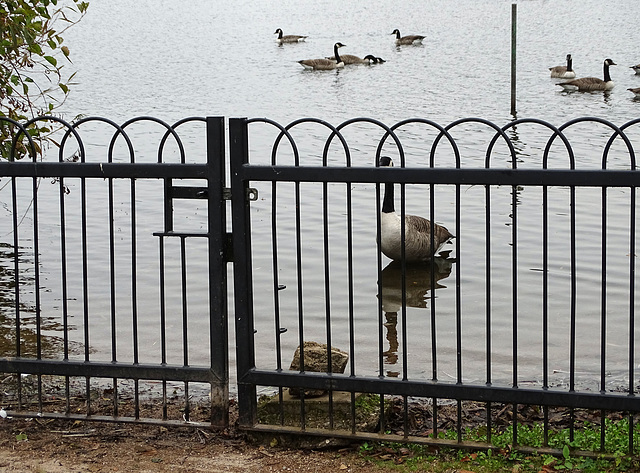 Playing hide and seek at Ellesmere.