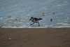 un oiseau sur la plage