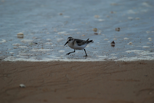 un oiseau sur la plage