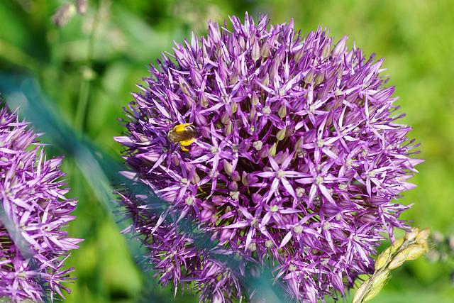 Allium