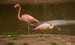 Flamingo and spoonbill