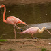 Flamingo and spoonbill