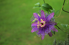 Passiflora 'Incense'