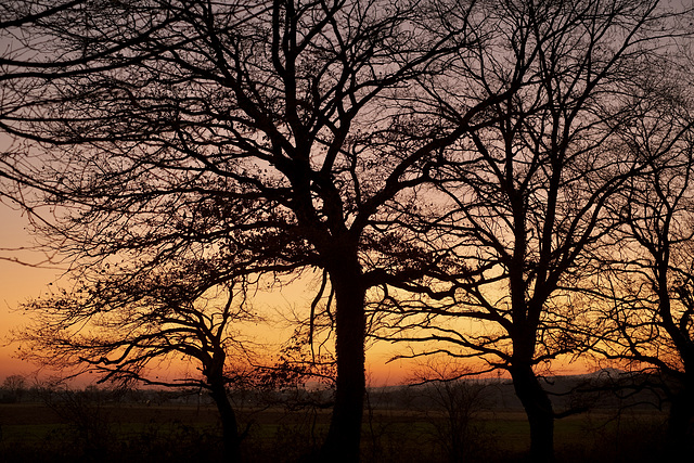 Trees in the afterglow
