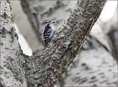 Downy woodpecker getting something to eat
