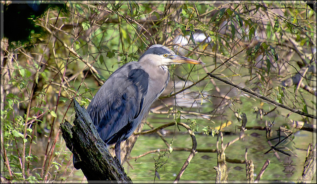 The Grey heron