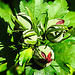 20240807 0663CPw [D~LIP] Straucheibisch (Hibiscus syriacus), BS