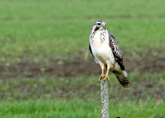 Ein, vermutlich junger, Fischadler?....