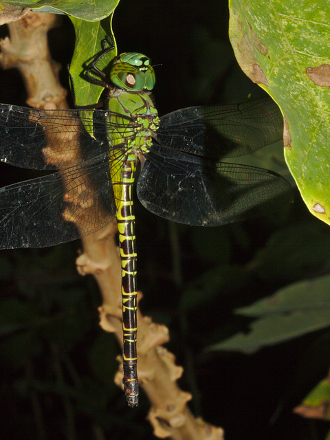 IMG 8433dragonfly