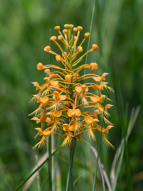 Platanthera ciliaris (Yellow fringed orchid)