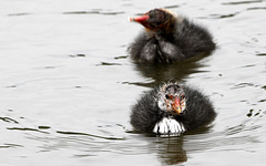 La course.... La course....