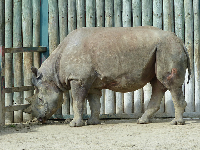 Port Lympne (15) - 17 March 2017