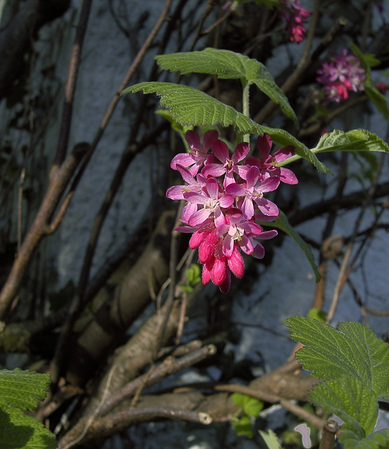 Blut-Johannisbeere (Ribes sanguineum)