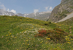 Alpenwiese