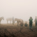 Memories: Indonesia 2012 - Mt. Bromo, Java - A misty Morning