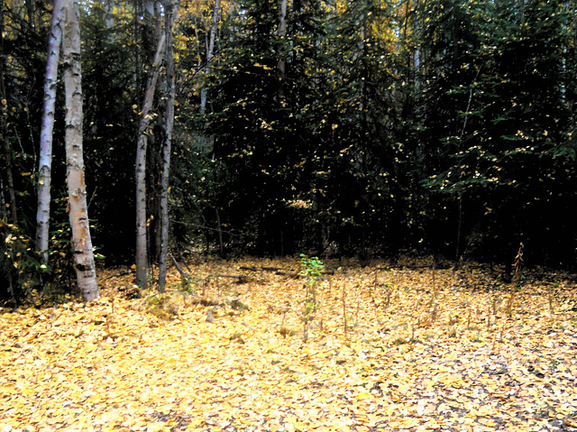 Autumn carpet