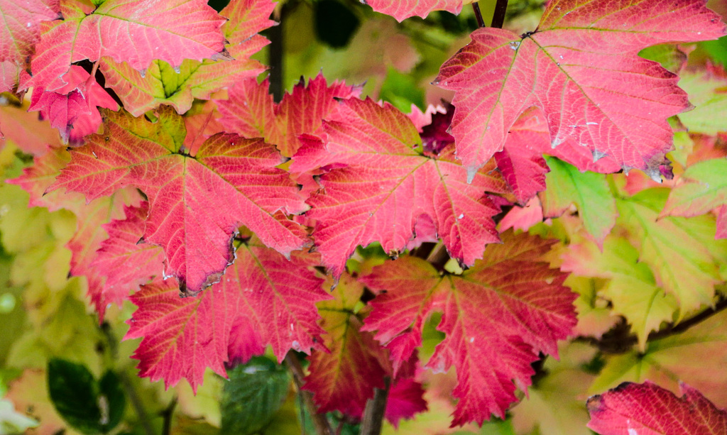 Autumn Leaves