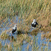 The Southern Lapwings