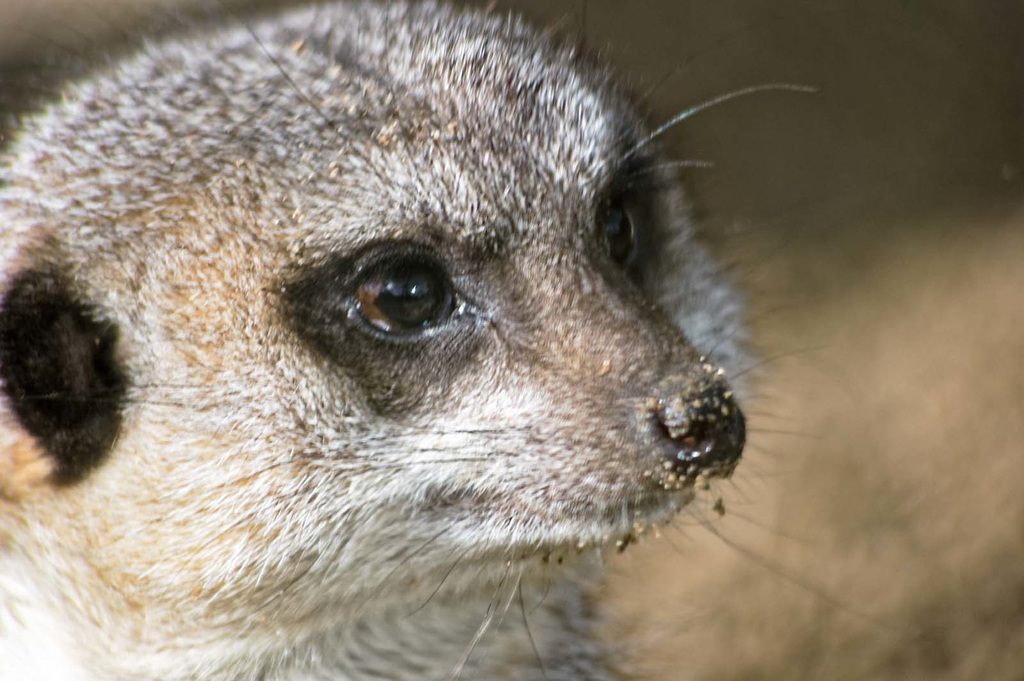 Meerkat 2