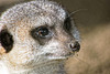 Meerkat 2