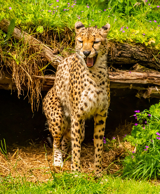 Cheetah