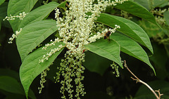 20210831 2634CPw [D~LIP] Japanischer Staudenknöterich (Fallopia japonica), Mistbiene, UWZ, Bad Salzuflen