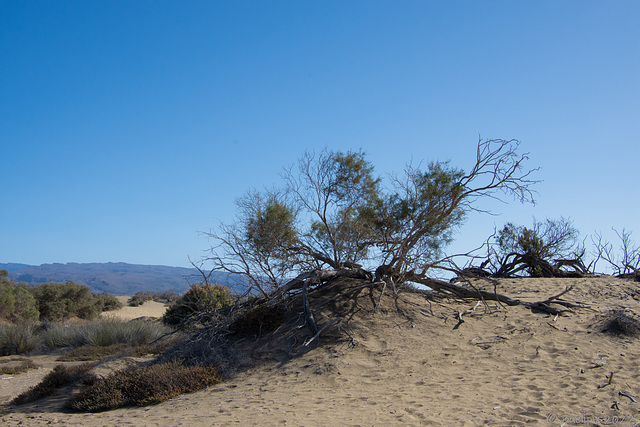 Las Dunas de Maspalomas (© Buelipix)