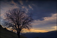 L'arbre que s'estira i badalla