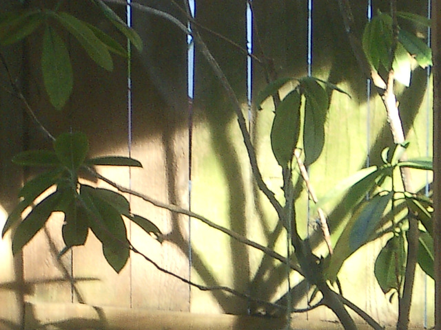 2009 February 15 - algae fence