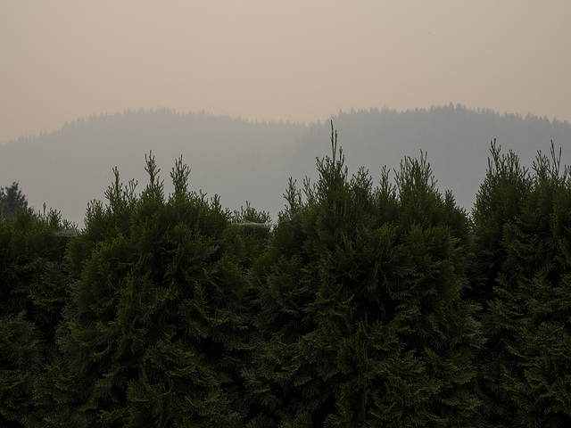 World Photography Day Wildfire Smoke