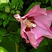 20240807 0664CPw [D~LIP] Straucheibisch (Hibiscus syriacus), BS
