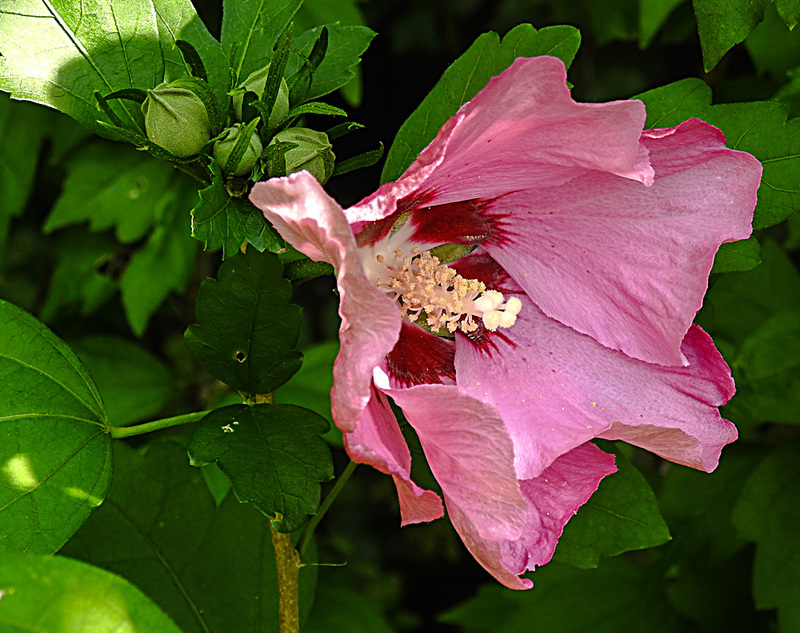 20240807 0664CPw [D~LIP] Straucheibisch (Hibiscus syriacus), BS