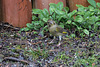 20150115 6343VRAw [D~RI] Grünfink [m] (Carduelis chloris), Rinteln