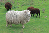 Pull & mouton