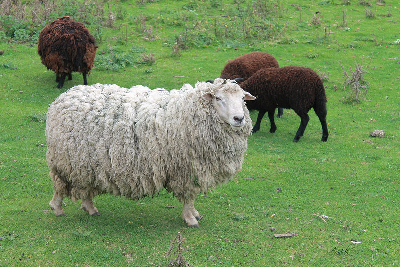 Pull & mouton