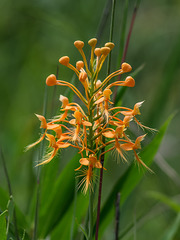 Platanthera ciliaris (Yellow fringed orchid)