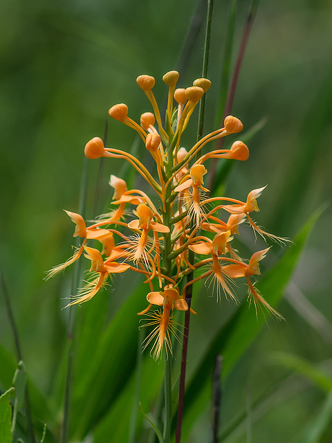 Platanthera ciliaris (Yellow fringed orchid)