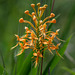 Platanthera ciliaris (Yellow fringed orchid)