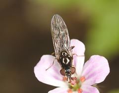 EF7A9785hoverfly