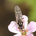 EF7A9785hoverfly