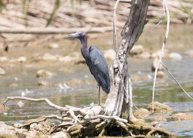 Little Blue Heron