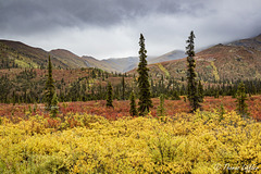 Fall Colors on Dempster Highway