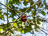 The Cuban trogon or tocororo (Priotelus temnurus), Parque el Cubano, Cuba