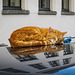#40 - Wierd Folkersma - sleeping cat - 8̊ 4points