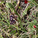 Cretan Orchid (Ophrys cretica), Crete