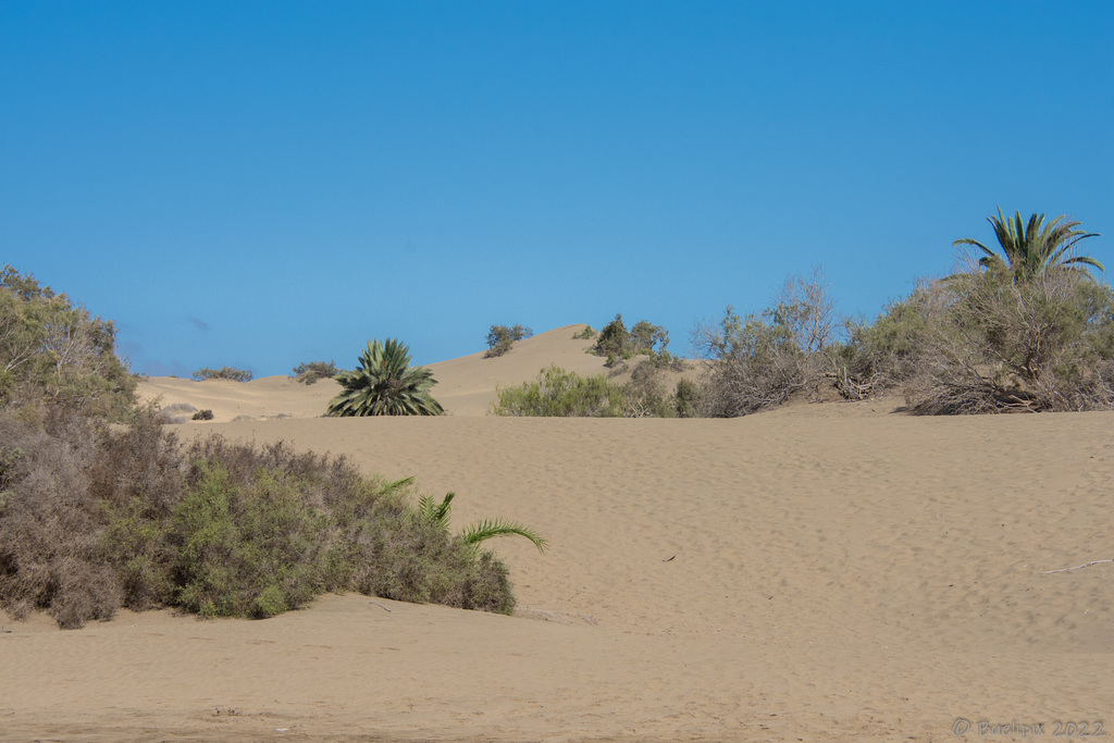 Las Dunas de Maspalomas (© Buelipix)