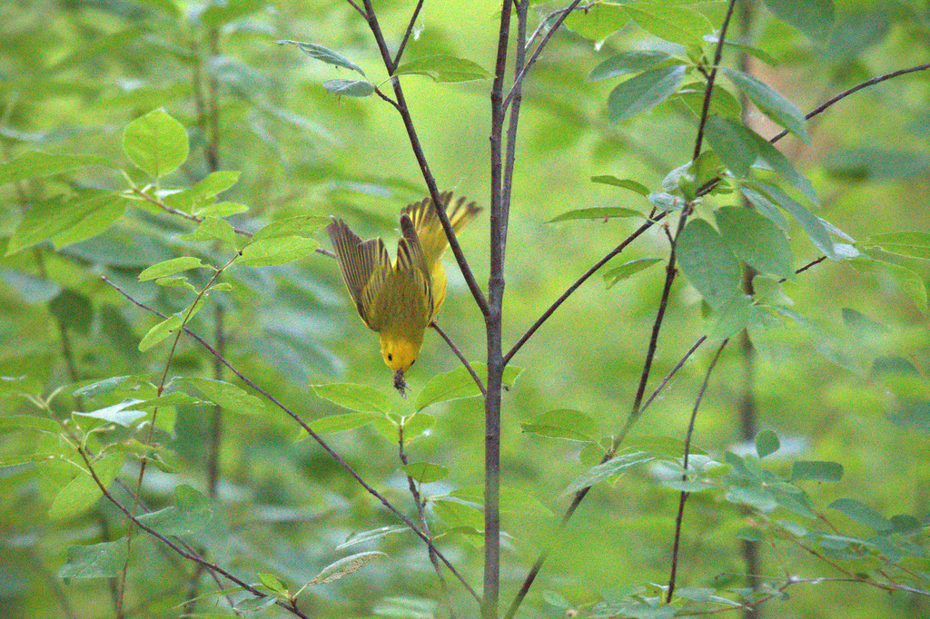 Yellow Warbler diving