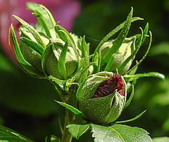 20240807 0665CPw [D~LIP] Straucheibisch (Hibiscus syriacus), BS