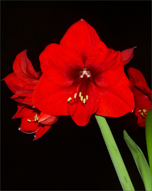 Hippeastrum